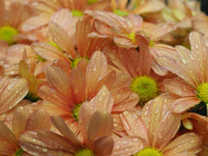 Yoors Flower Parade, day 72