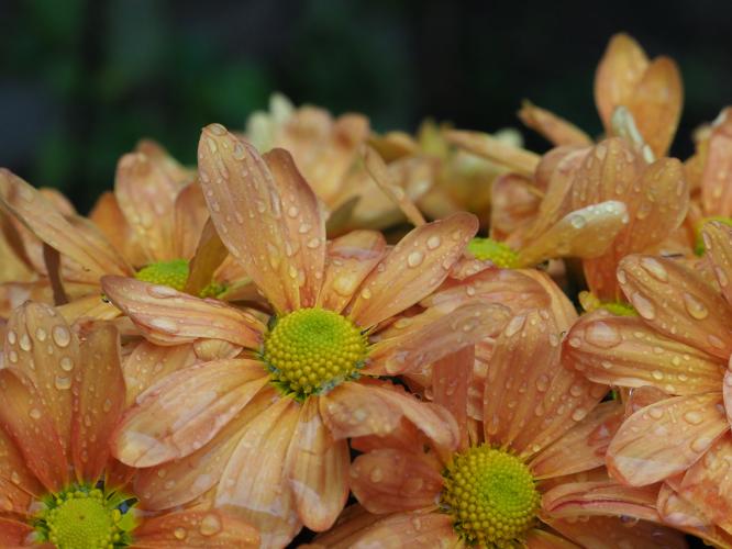 Yoors Flower Parade, day 72