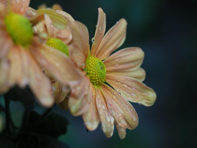 Yoors Flower Parade, day 72