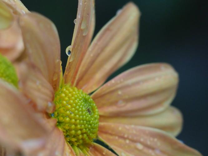 Yoors Flower Parade, day 72