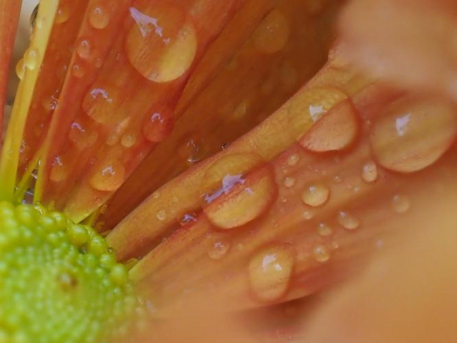 Yoors Flower Parade, day 72