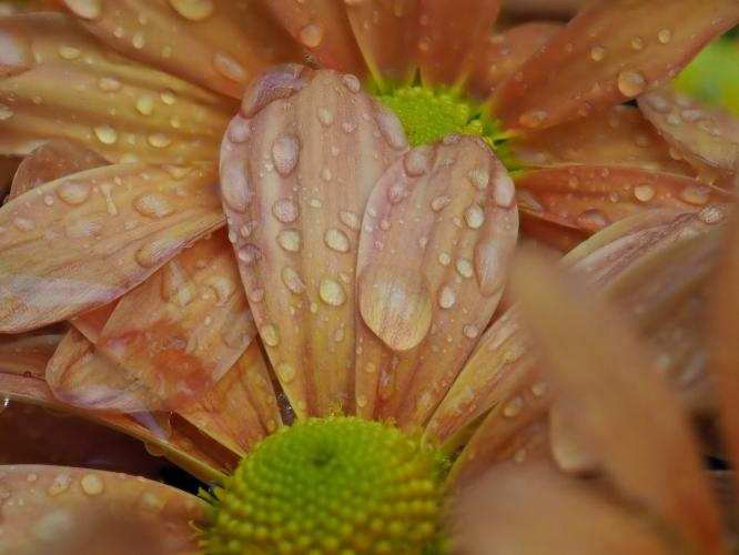 Yoors Flower Parade, day 72