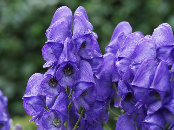 Yoors Flower Parade, dag 74