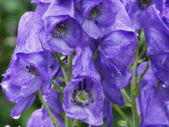 Yoors Flower Parade, dag 74
