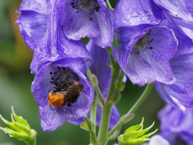 Yoors Flower Parade, dag 74