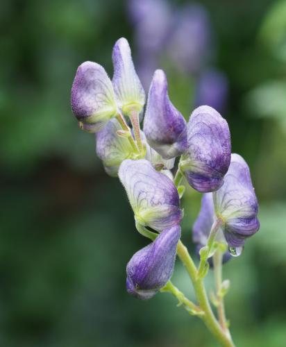 Yoors Flower Parade, dag 74