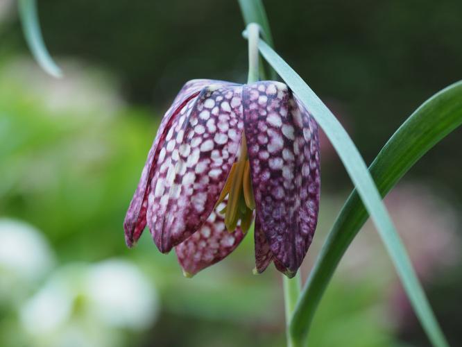 Yoors Flower Parade, day 75