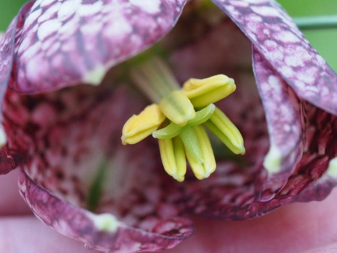 Yoors Flower Parade, day 75