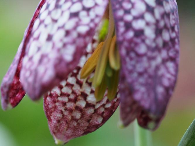 Yoors Flower Parade, day 75