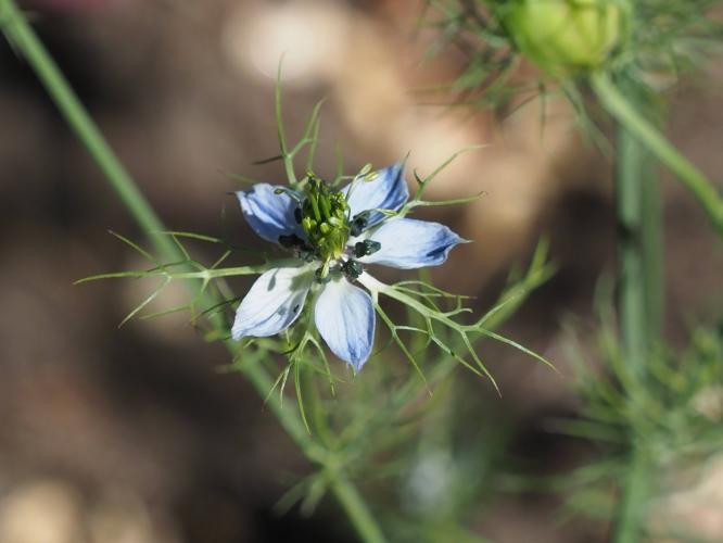 Yoors Flower Parade, day 78
