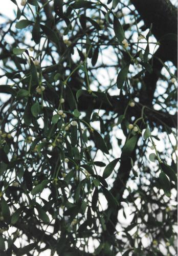 Yoors Flower Parade, day 81