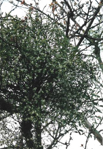 Yoors Flower Parade, day 81