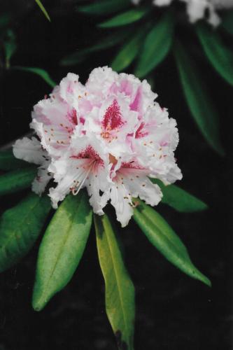 Yoors Flower Parade, day 82