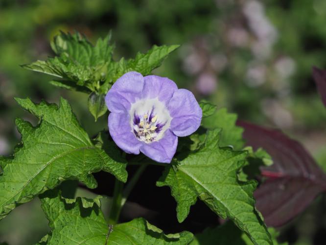 Yoors Flower Parade, day 84