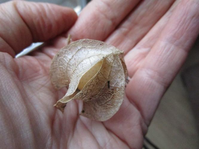 Yoors Flower Parade, day 84