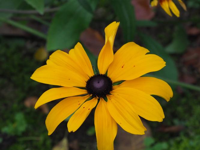 Yoors Flowerparade, day 91