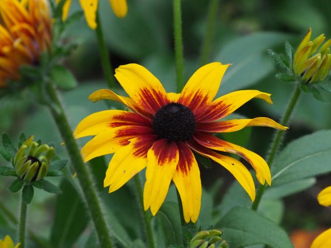 Yoors Flowerparade, day 91