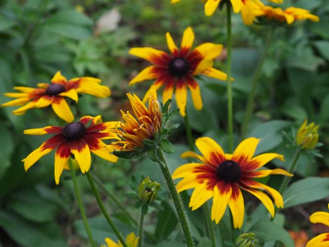 Yoors Flowerparade, day 91