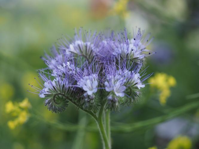 Yoors Flowerparade, dag 98