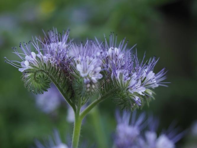 Yoors Flowerparade, dag 98