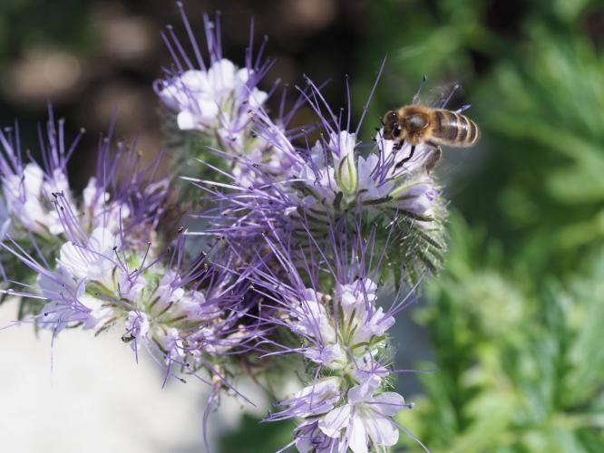 Yoors Flowerparade, dag 98