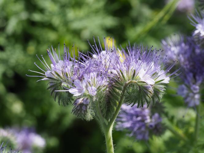 Yoors Flowerparade, dag 98