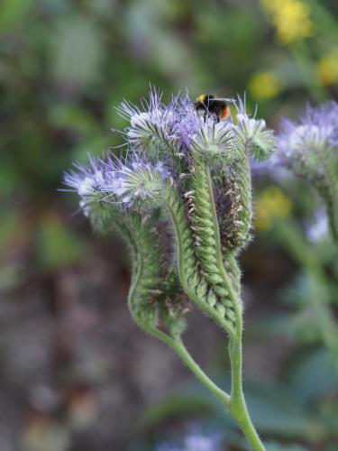 Yoors Flowerparade, dag 98