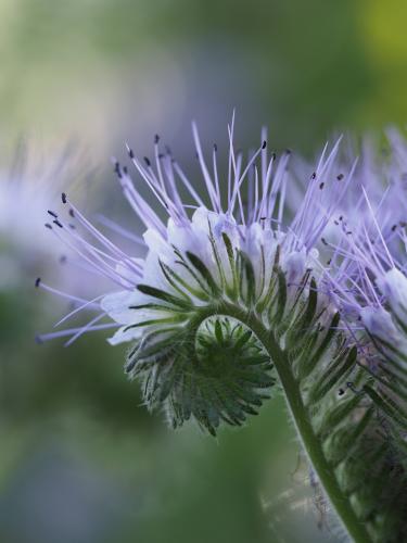 Yoors Flowerparade, dag 98