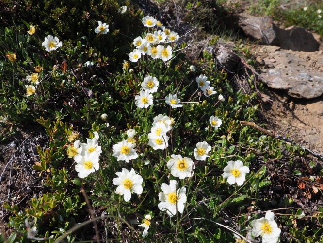 Vijftig tinten groen: 7 weken IJsland, dag 8 t/m 10: Noro