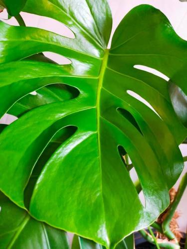 My monstera