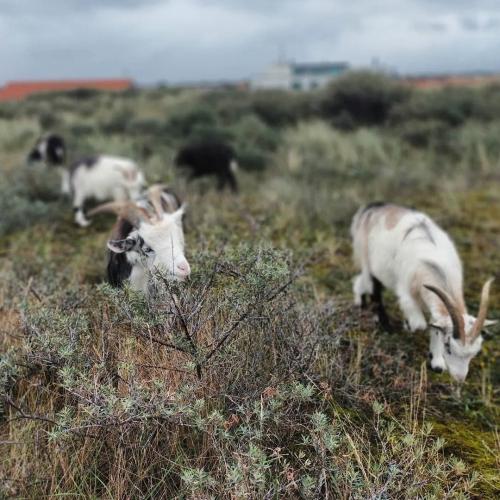 Wandelen in de duinen van Ter Heijde.
