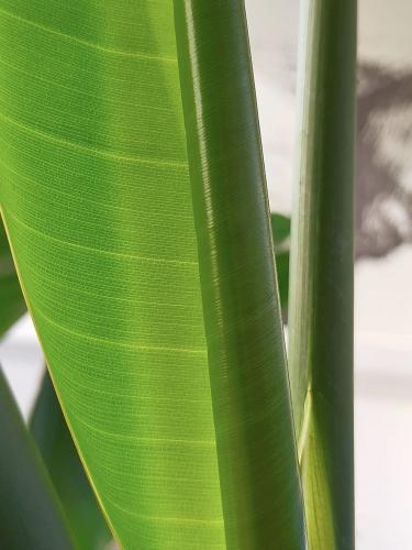 Strelitzia nicolai gets a giant leaf! 