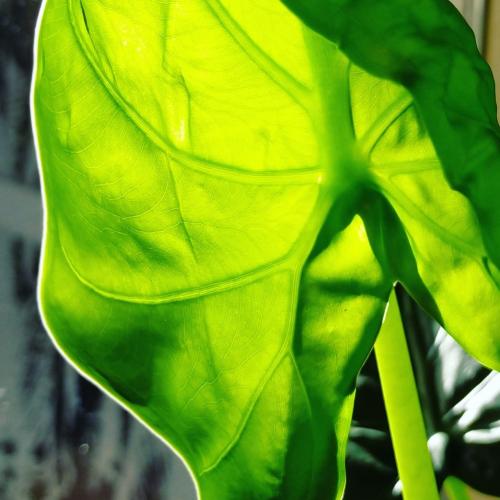Sunlight through the leaves of my Alocasia