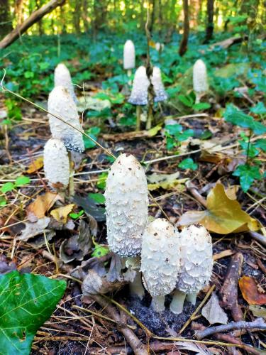 A village with squid