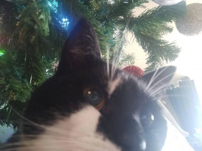 Christmas tree selfie 