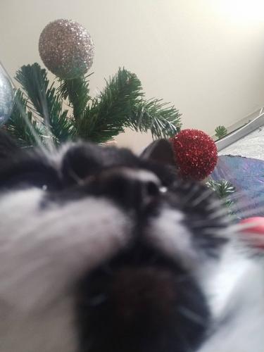 Christmas tree selfie 