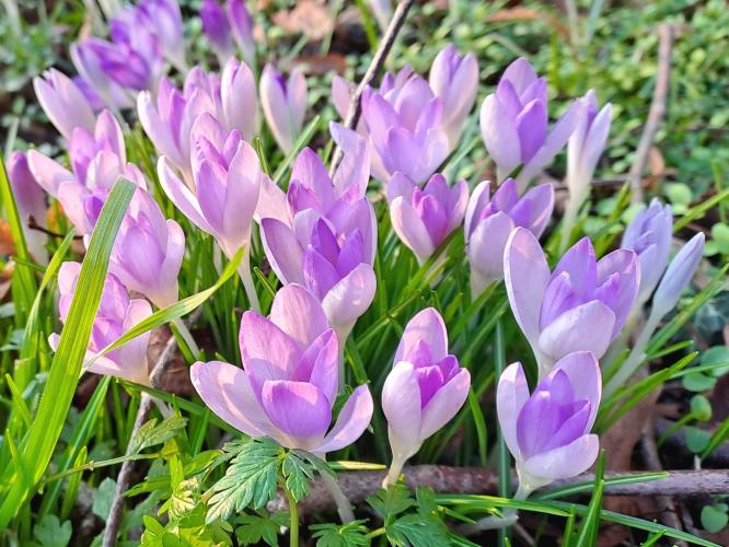 Beautiful crocuses