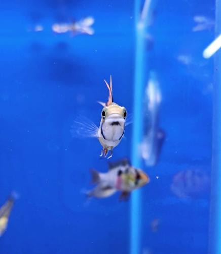 Een heel nieuwsgierig visje...