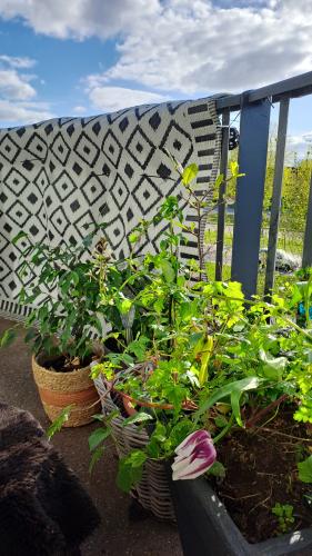 Mijn groene balkon ☀️🪻🌸🌺
