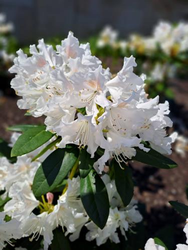 Zo fan van de rododendron!