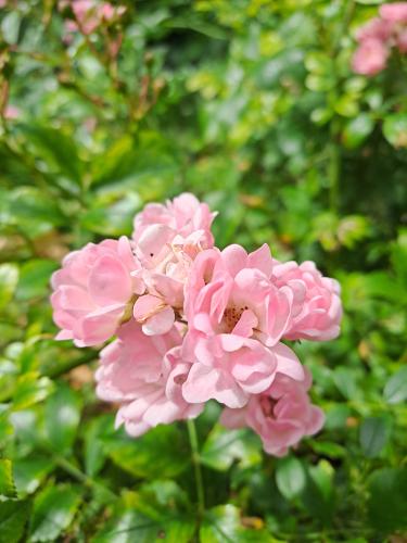 Yoors flower challenge dag 5. Rosa bonica 5 oftewel een prachtige roos! 