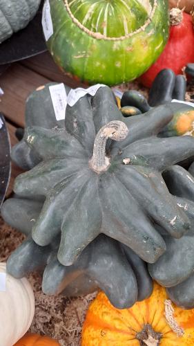 Herfst challenge dag 1 🎃🍁