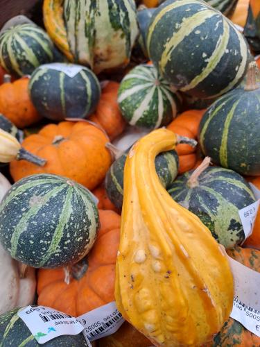 Herfst challenge dag 1 🎃🍁