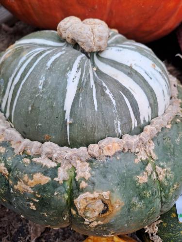 Herfst challenge dag 1 🎃🍁