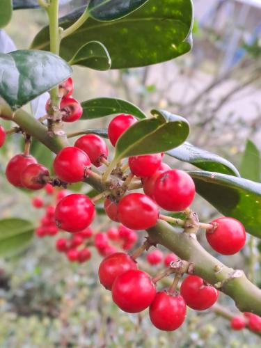 Herfstwandeling 🍁🚶🏼‍♀️