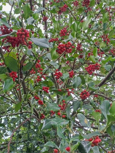Herfstwandeling 🍁🚶🏼‍♀️