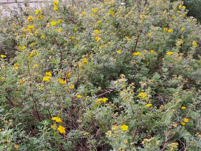 Herfstwandeling 🍁🚶🏼‍♀️