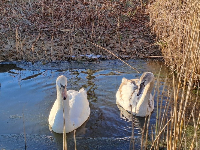 Winterwandeling ❄️