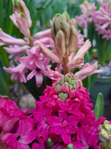 Wat ruiken deze hyacinten toch heerlijk.