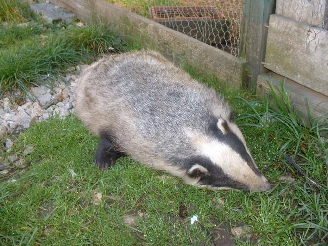 Hier in Roemenië zitten ook tamelijk veel dassen. Dit helaas dode exemplaar vond mijn vriend toen hij op het land ging werken.